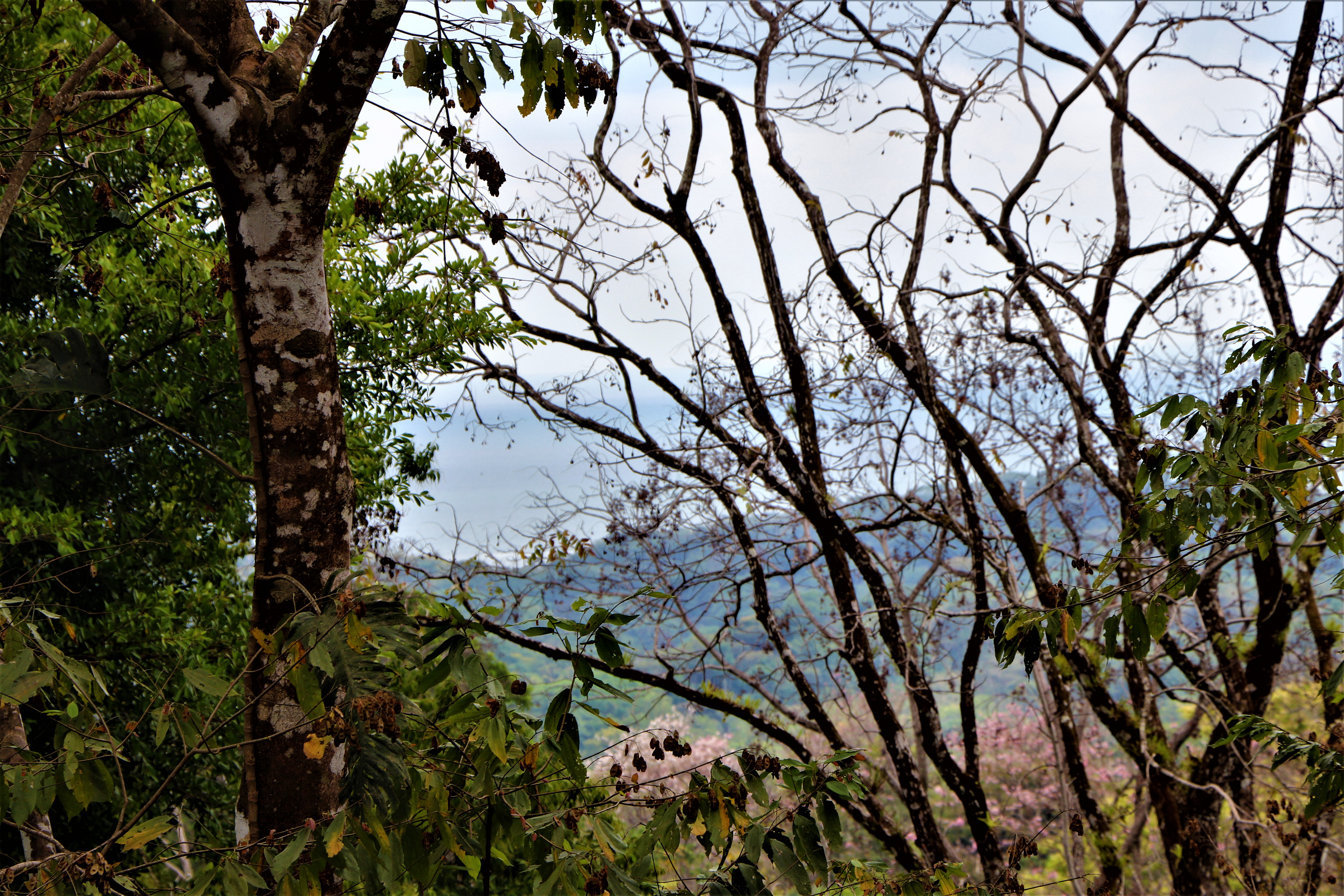 2 bed Single Family Homes For Sale in Ojochal, Puntarenas - thumb 26