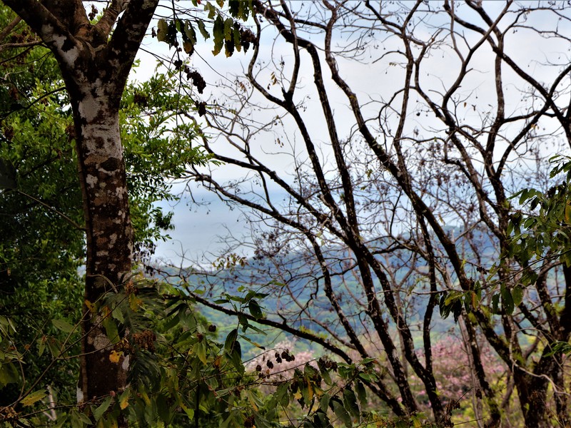 2 bed Single Family Homes For Sale in Ojochal, Puntarenas - photo 26