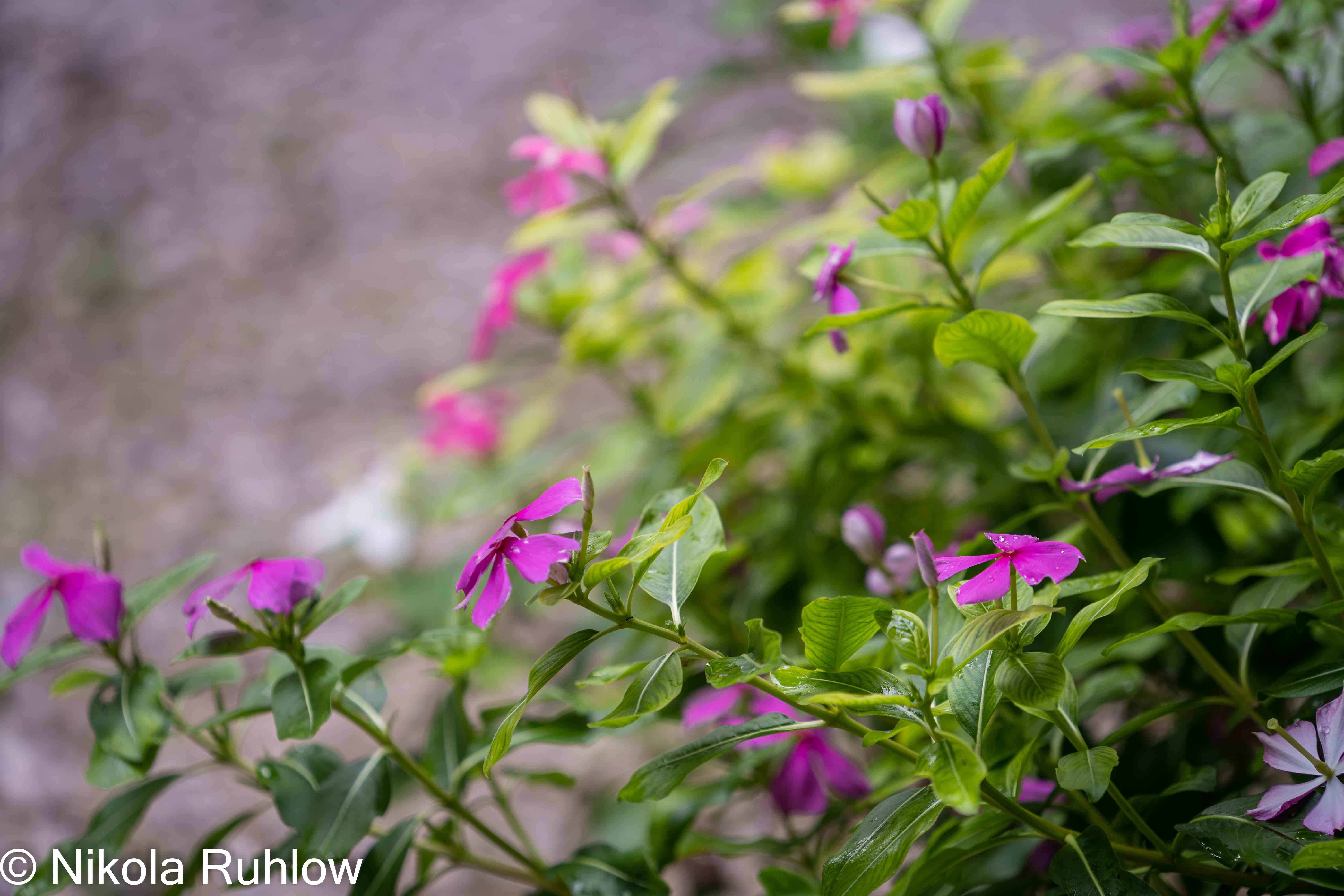 3 bed Single Family Homes For Sale in Samara, Guanacaste - thumb 4