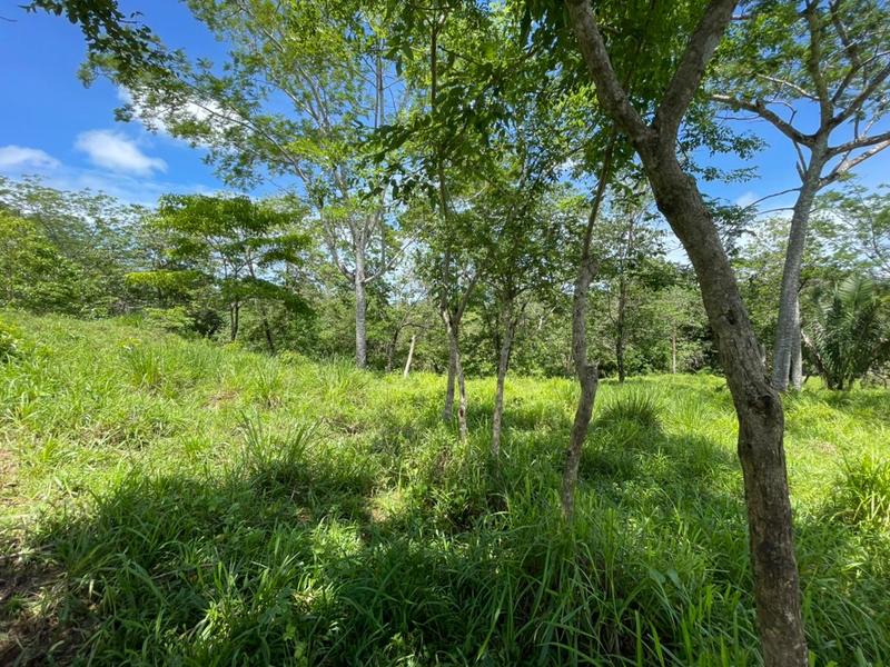 0 bed Land For Sale in Montezuma, Puntarenas - 1
