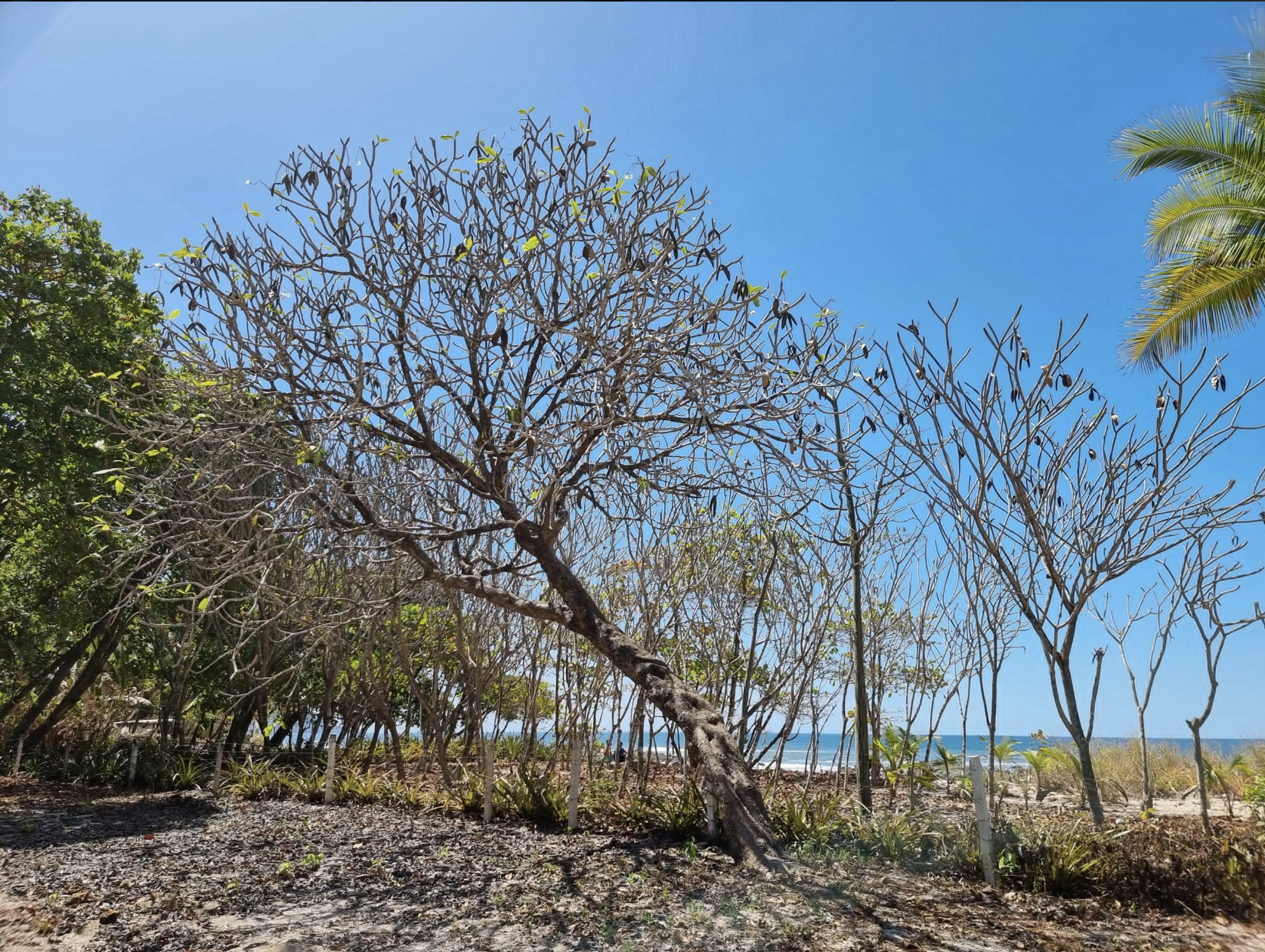 0 bed Land For Sale in Santa Teresa, Puntarenas - thumb 7