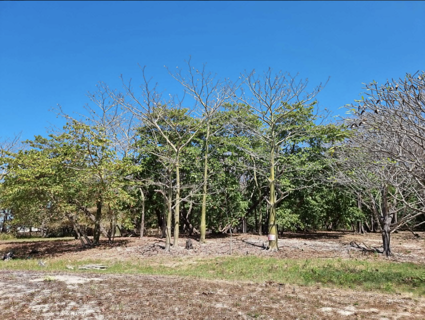 0 bed Land For Sale in Santa Teresa, Puntarenas - thumb 5