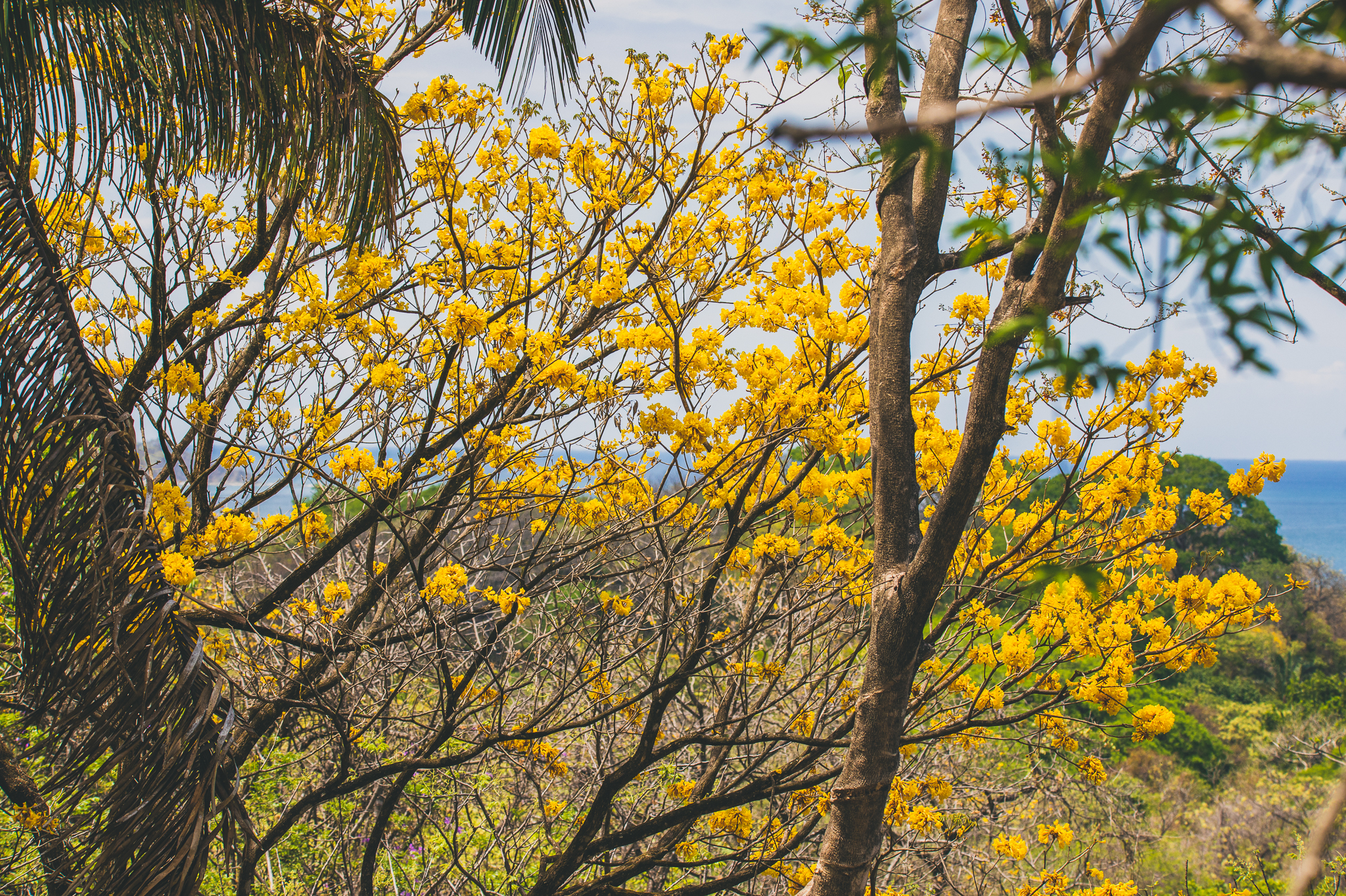 0 bed Land For Sale in Nosara, Guanacaste - thumb 6