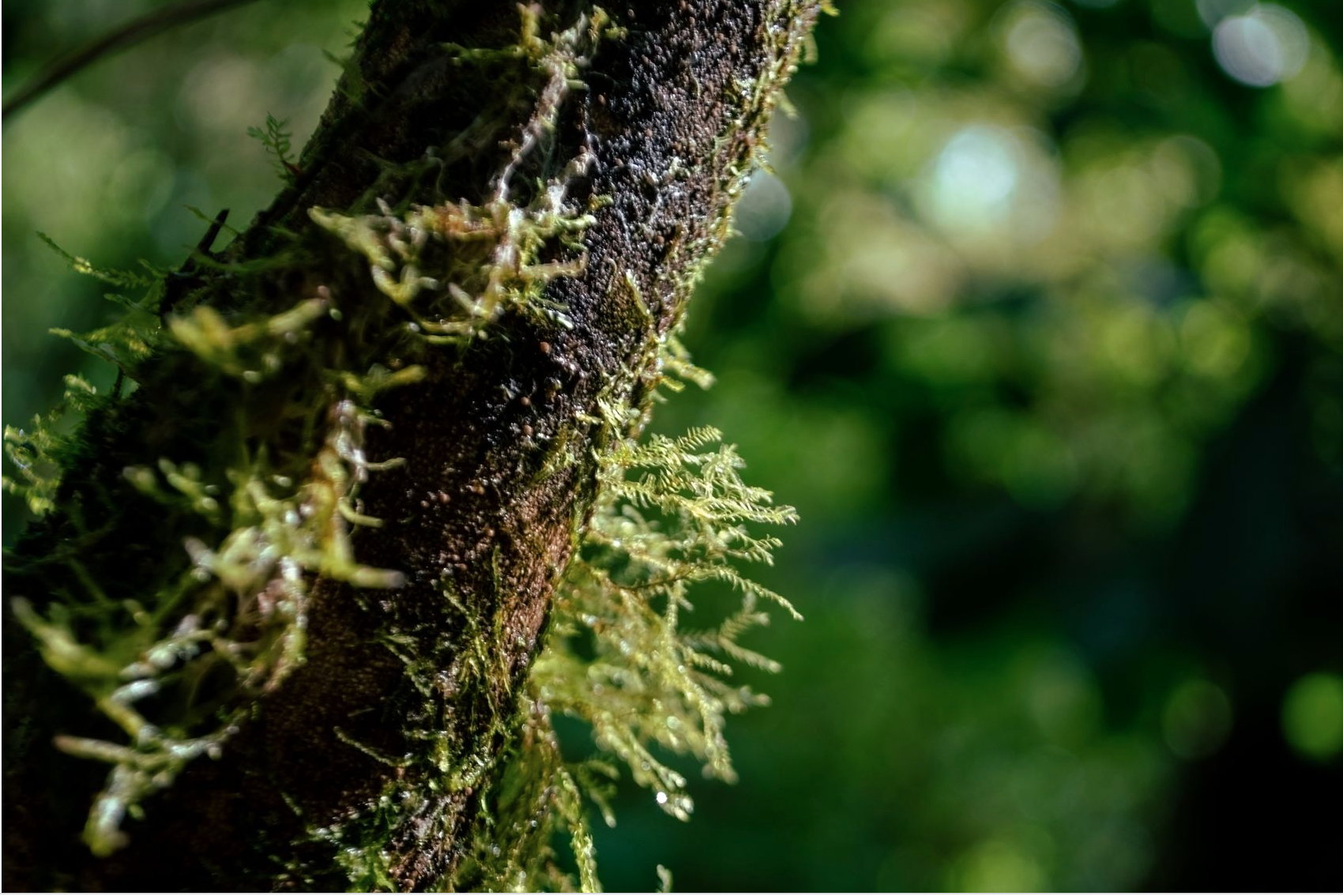 0 bed Land For Sale in Alajuela, Alajuela - thumb 7