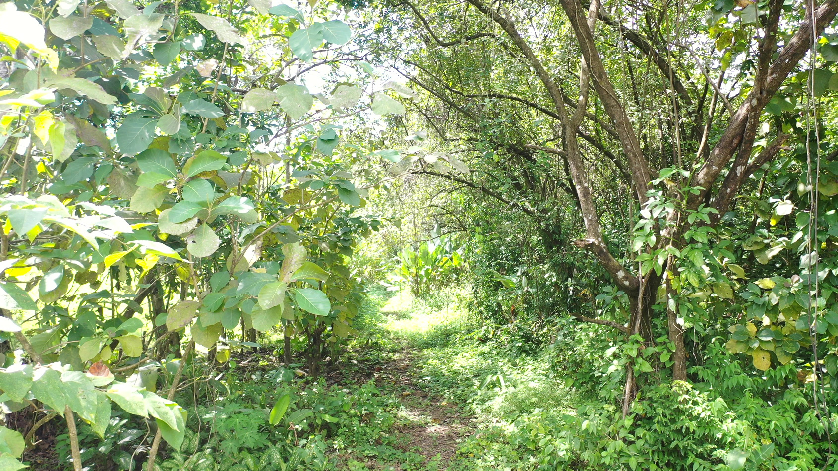 0 bed Land For Sale in Matapalo, Puntarenas - thumb 12