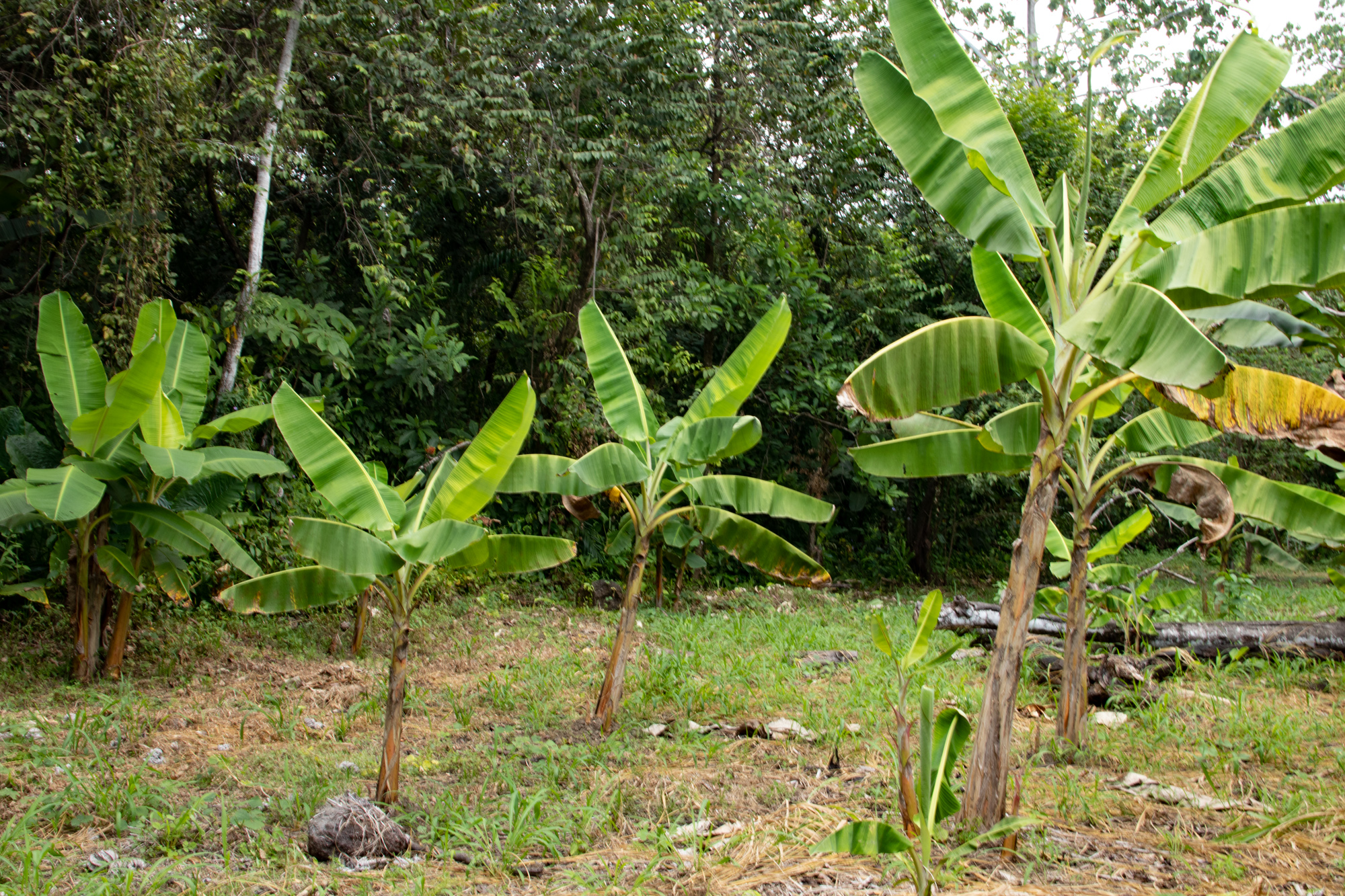 0 bed Land For Sale in Matapalo, Puntarenas - thumb 3