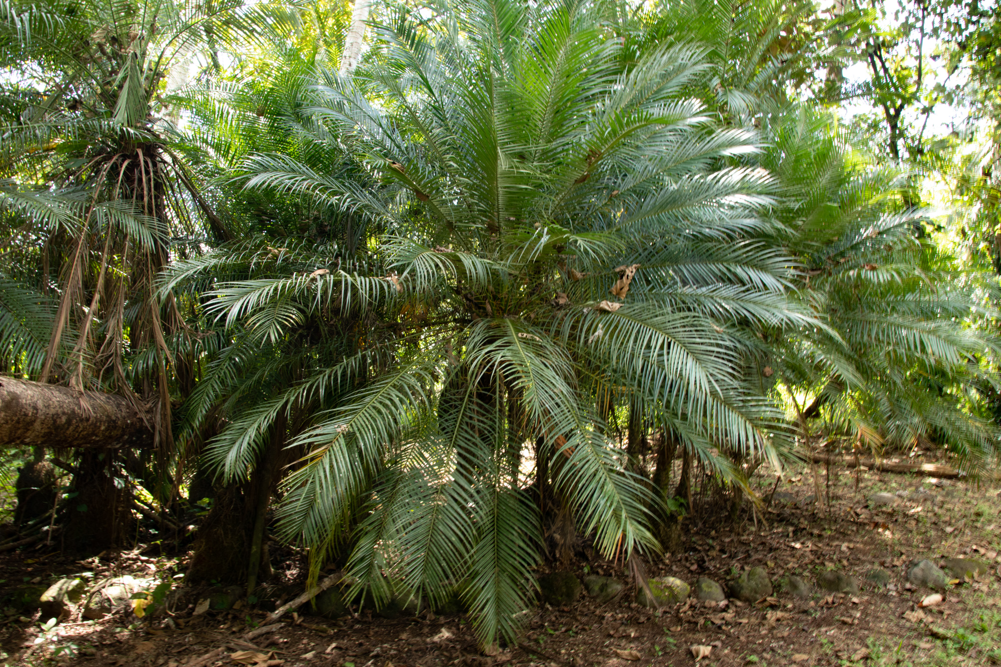 0 bed Land For Sale in Matapalo, Puntarenas - thumb 8