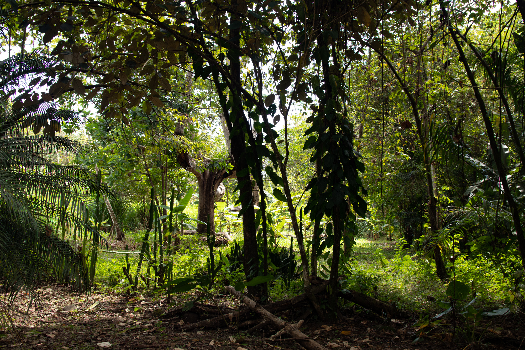 0 bed Land For Sale in Matapalo, Puntarenas - thumb 4