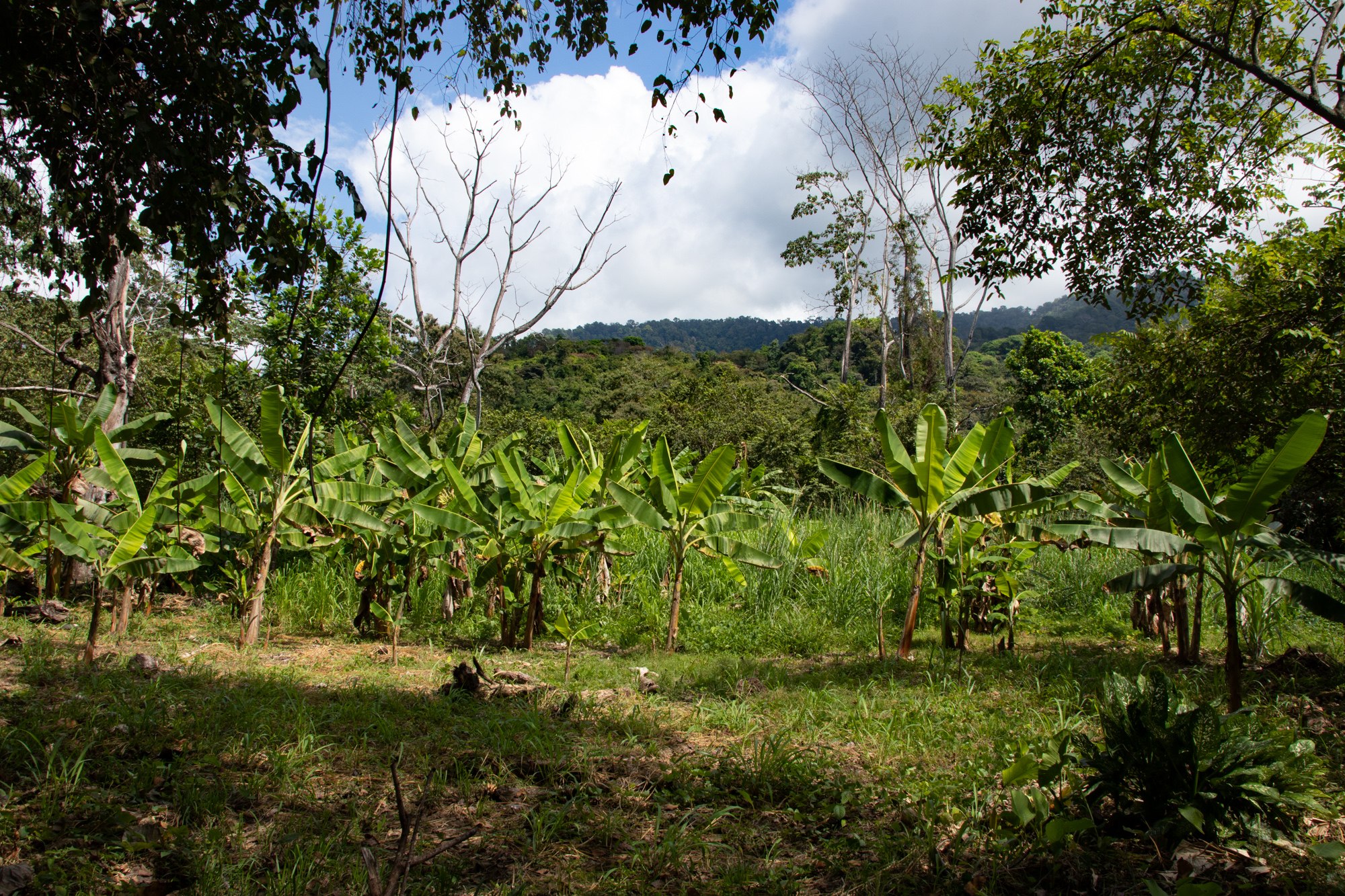 0 bed Land For Sale in Matapalo, Puntarenas - thumb 2
