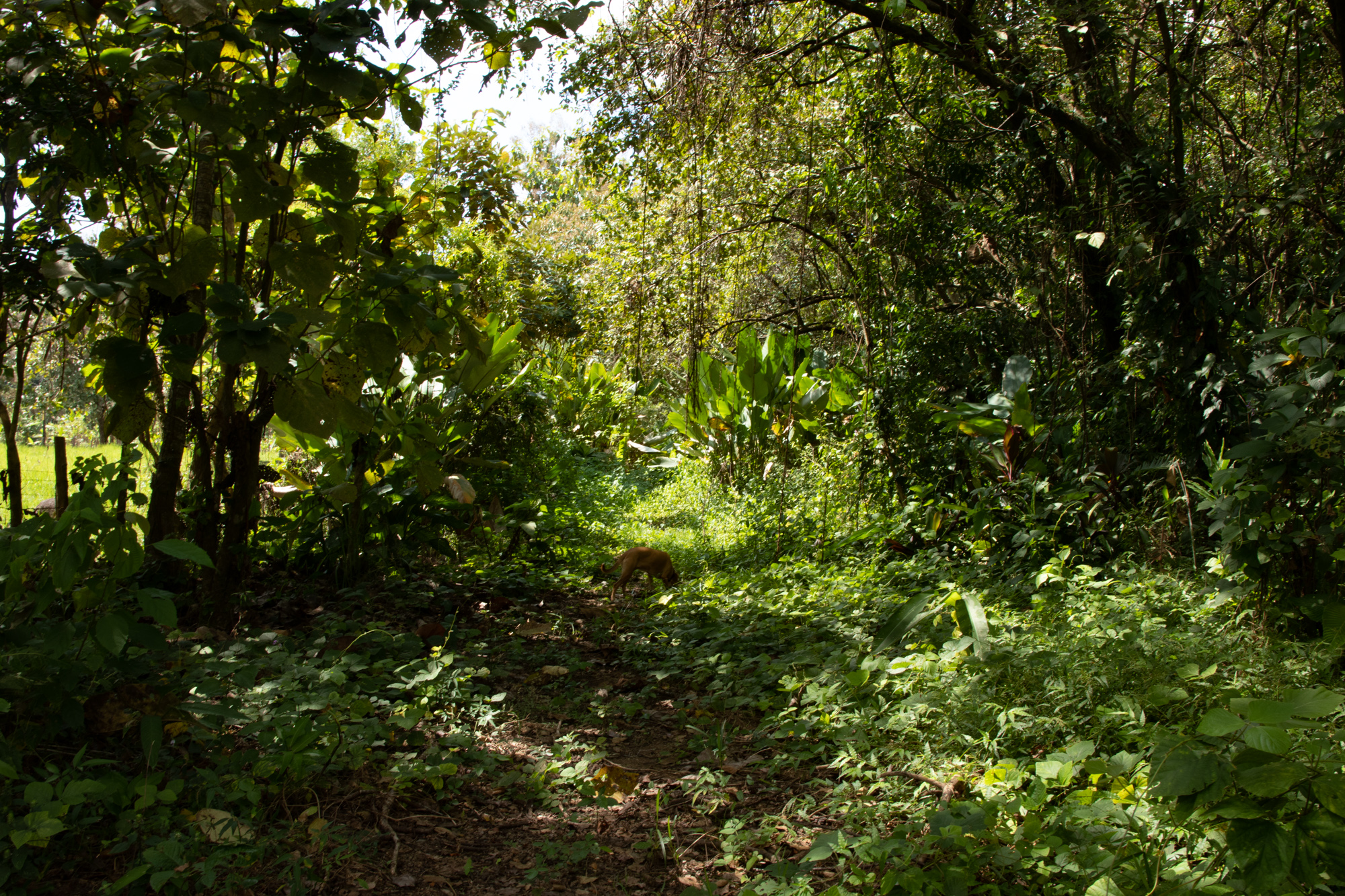 0 bed Land For Sale in Matapalo, Puntarenas - thumb 10