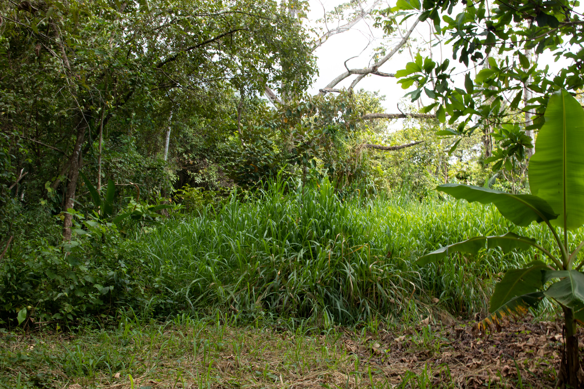 0 bed Land For Sale in Matapalo, Puntarenas - thumb 9