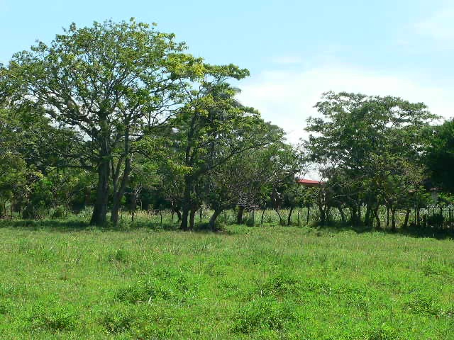 0 bed Land For Sale in Alajuela, Alajuela - thumb 5