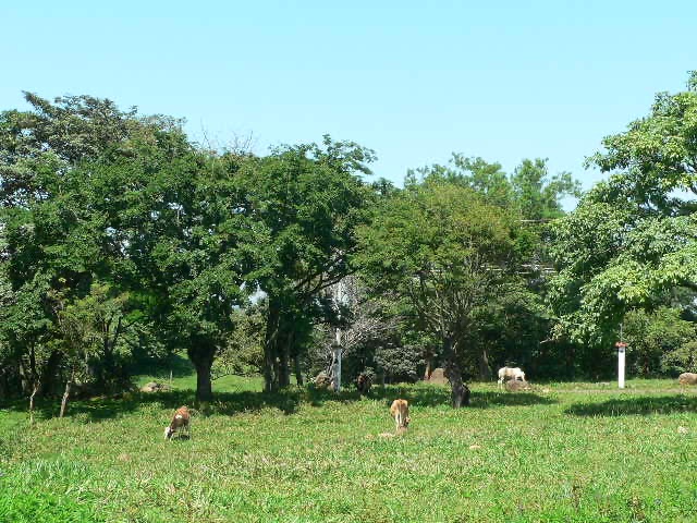 0 bed Land For Sale in Alajuela, Alajuela - thumb 2