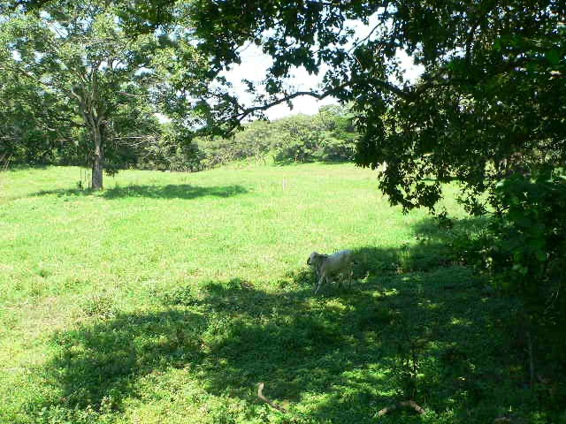 0 bed Land For Sale in Alajuela, Alajuela - thumb 4