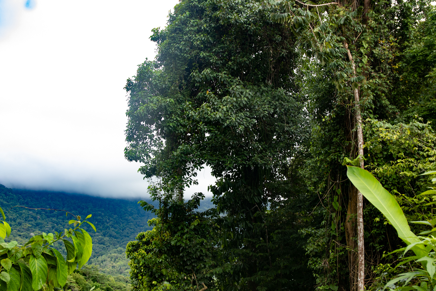 2 bed Single Family Homes For Sale in Savegre, Puntarenas - thumb 13