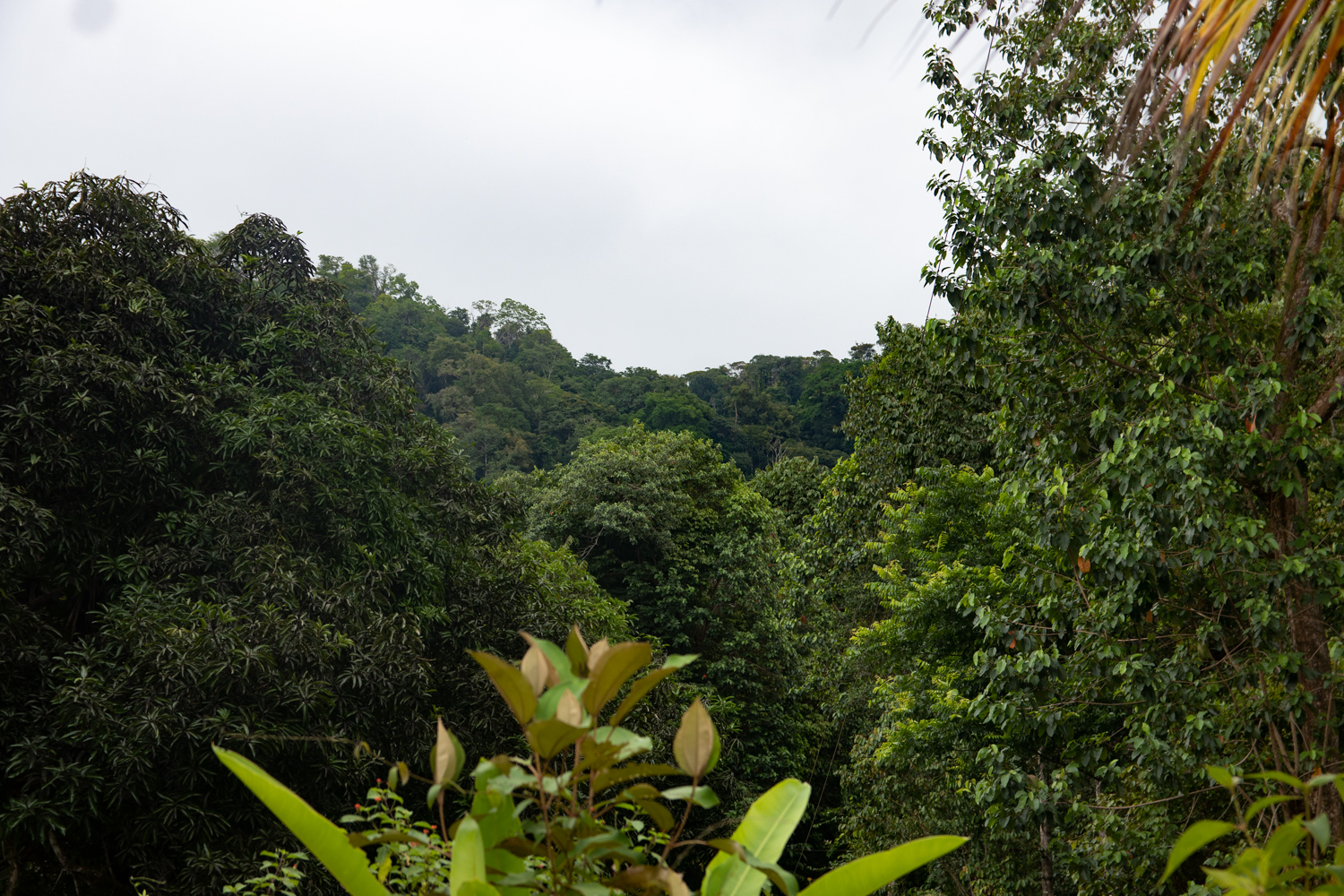 2 bed Single Family Homes For Sale in Savegre, Puntarenas - thumb 14