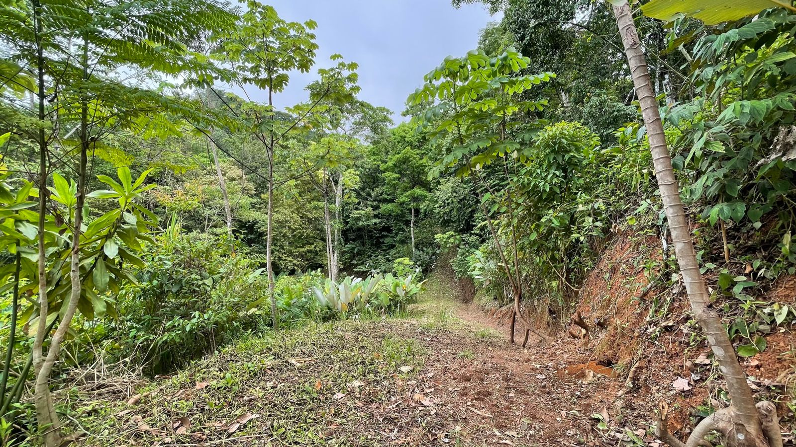 0 bed Land For Sale in Uvita, Puntarenas - thumb 9