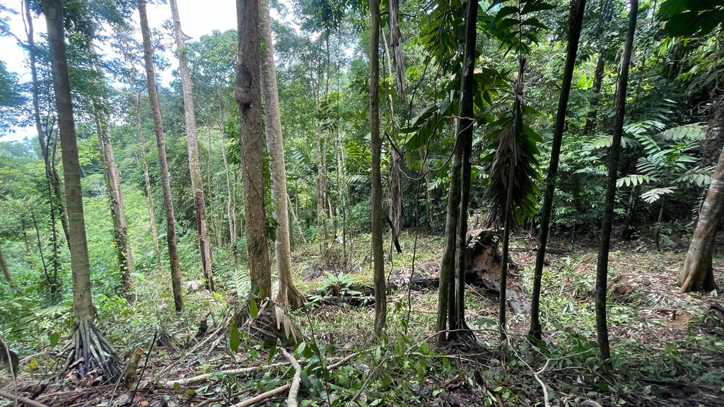 0 bed Land For Sale in Uvita, Puntarenas - thumb 15