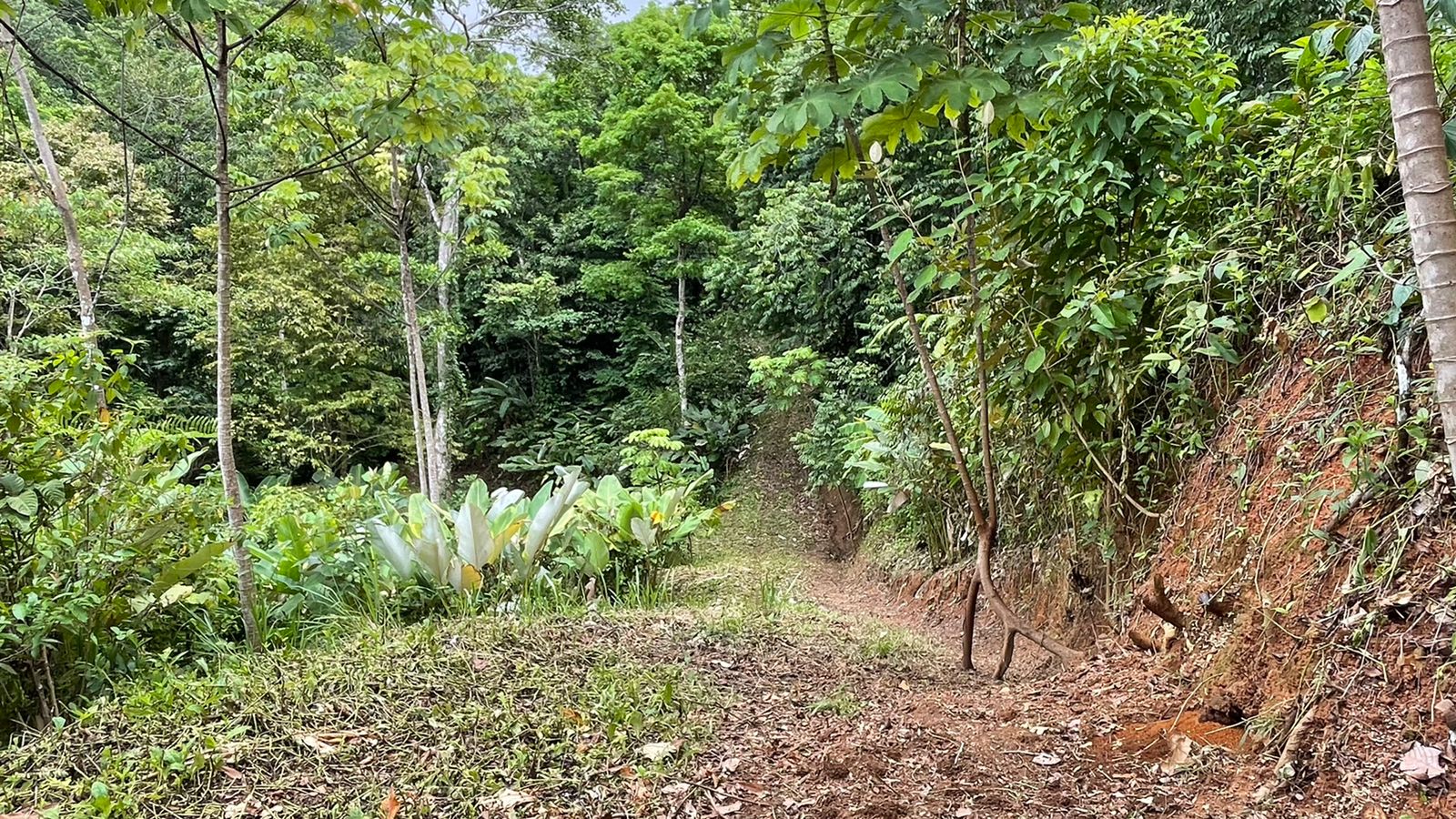 0 bed Land For Sale in Uvita, Puntarenas - thumb 5