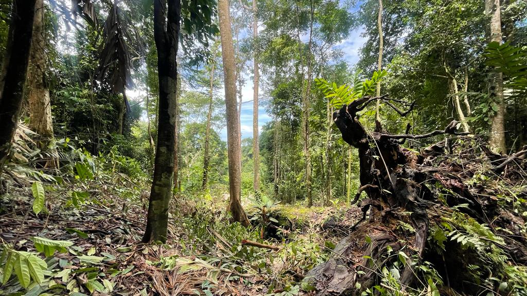 0 bed Land For Sale in Uvita, Puntarenas - thumb 16