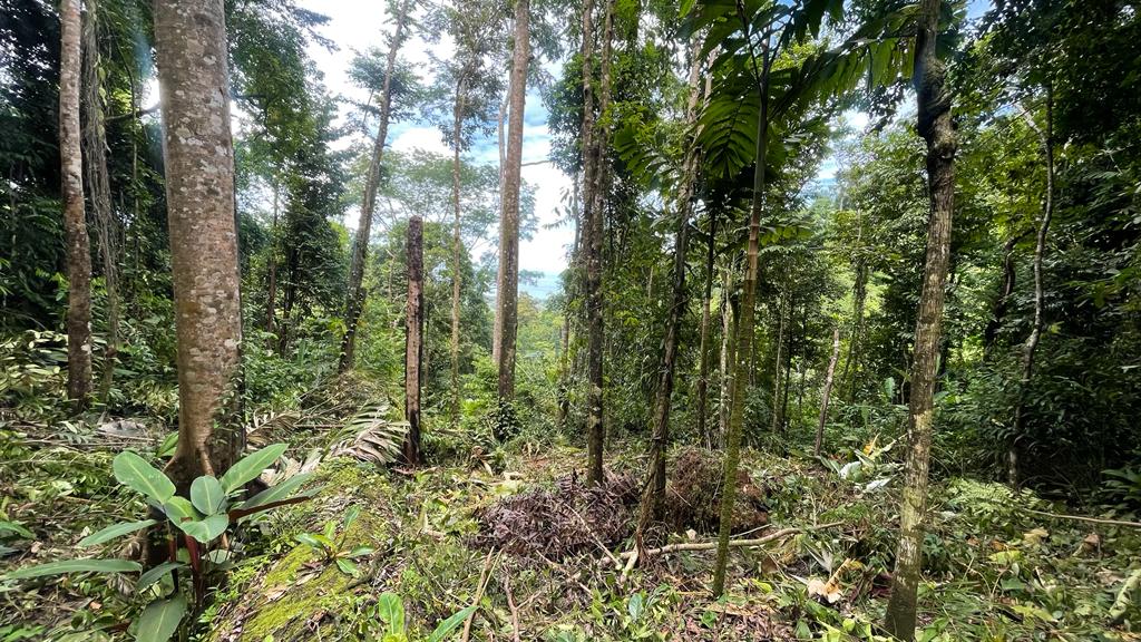 0 bed Land For Sale in Uvita, Puntarenas - thumb 13