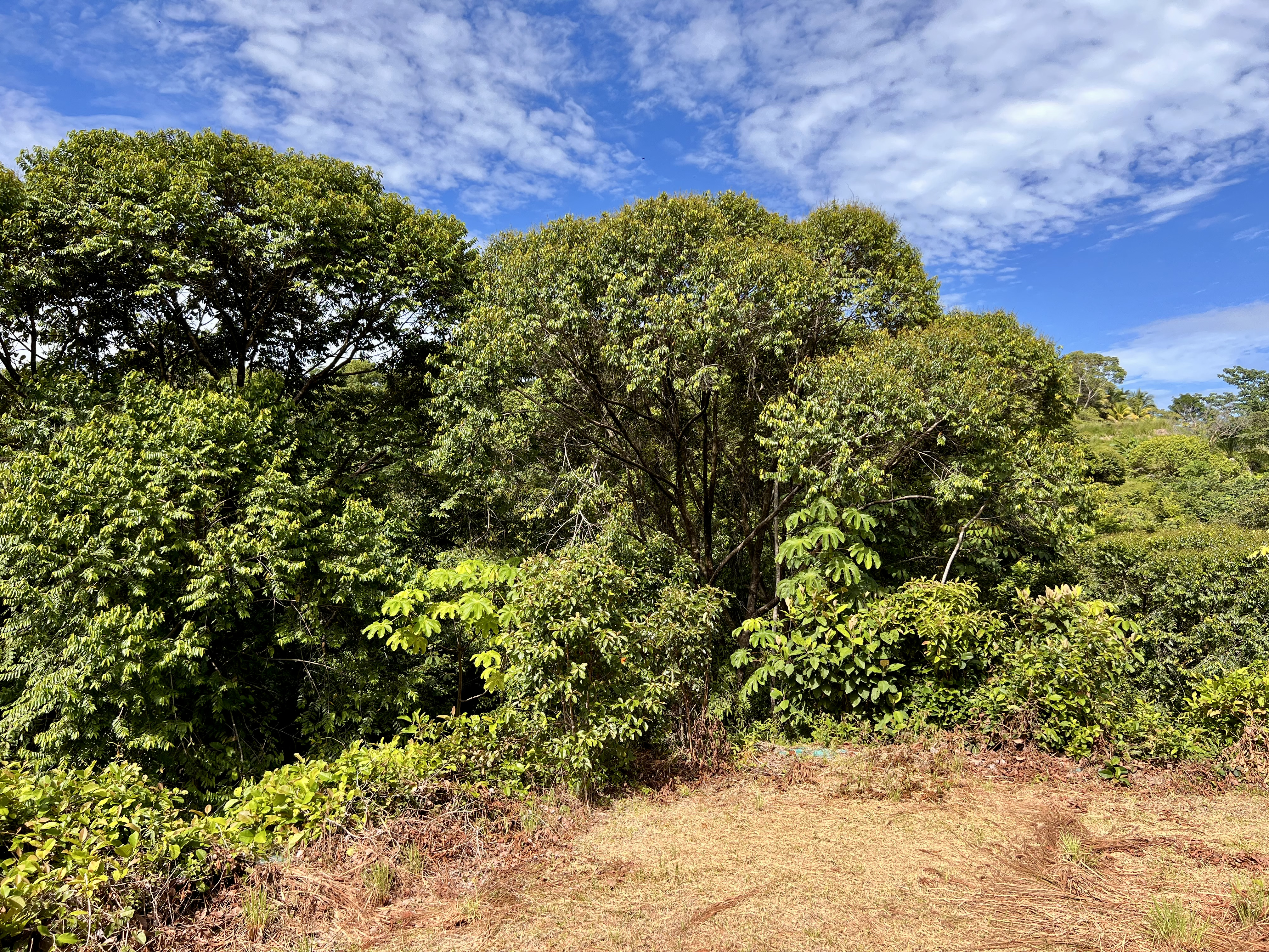 0 bed Land For Sale in Ojochal, Puntarenas - thumb 8
