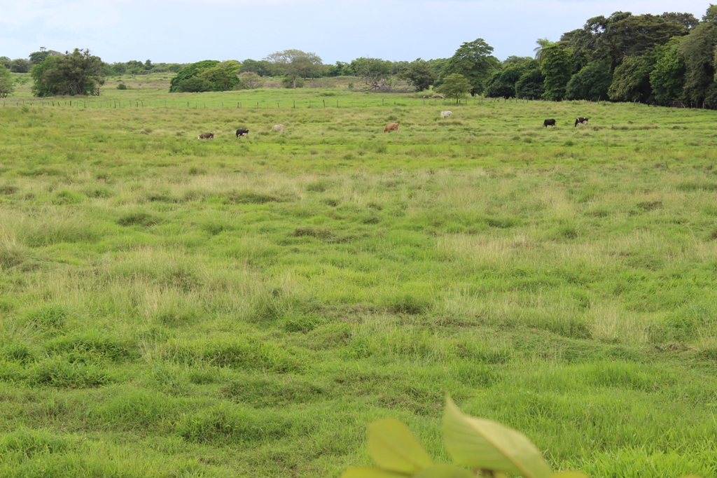 0 bed Land For Sale in Bagaces, Guanacaste - thumb 11