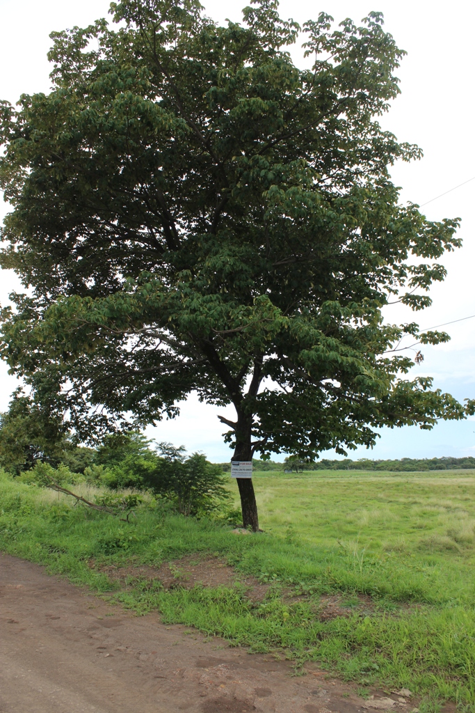 0 bed Land For Sale in Bagaces, Guanacaste - thumb 13