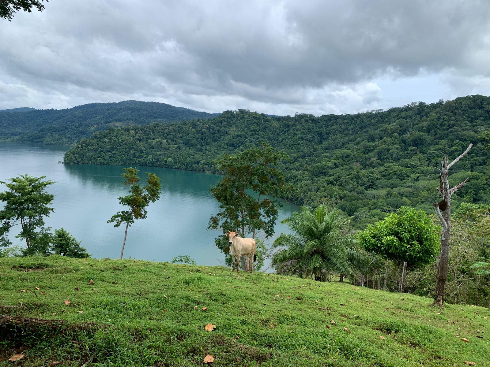 0 bed Land For Sale in Puerto Jimenez, Puntarenas - thumb 5