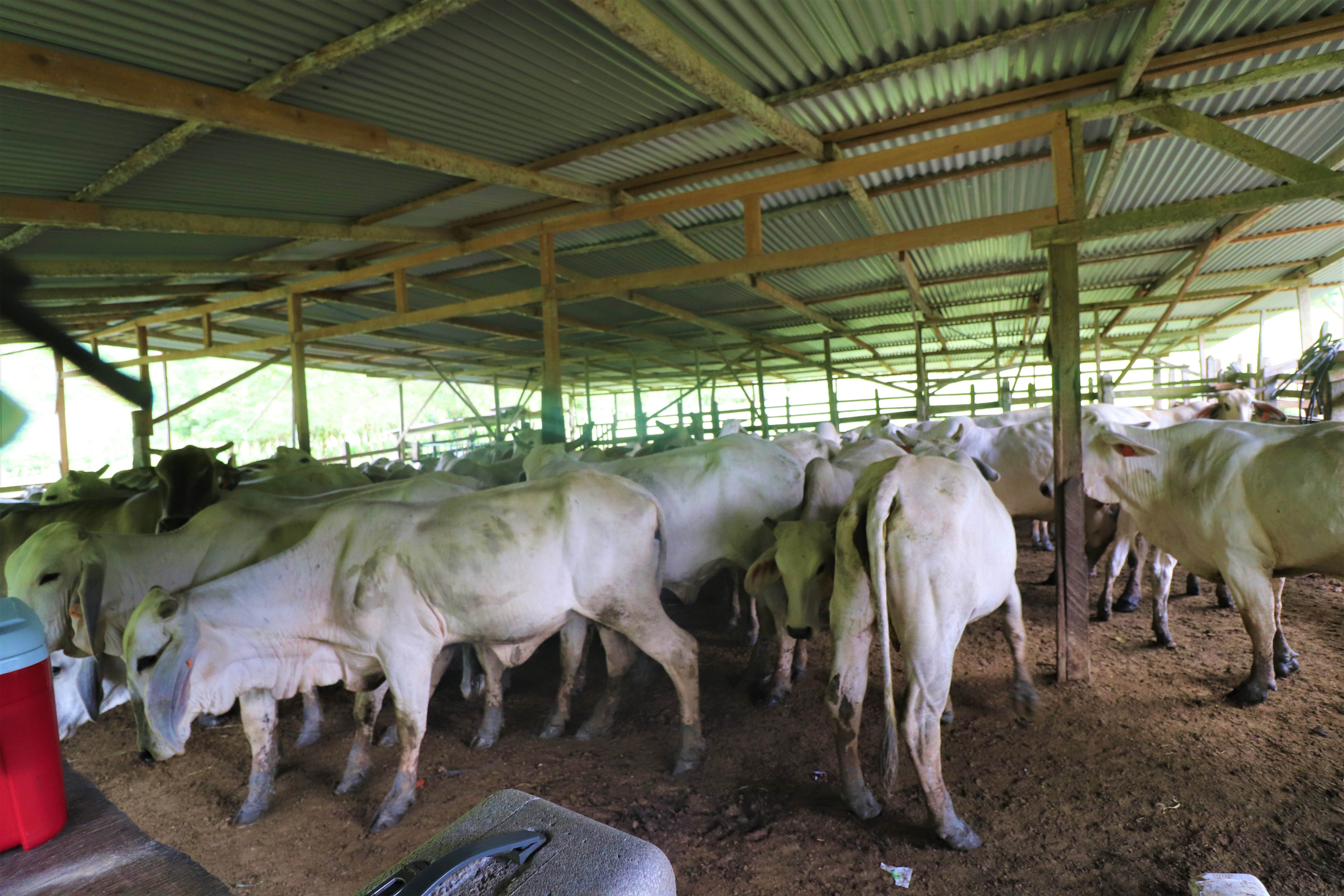 0 bed Land For Sale in San Isidro, Puntarenas - thumb 13