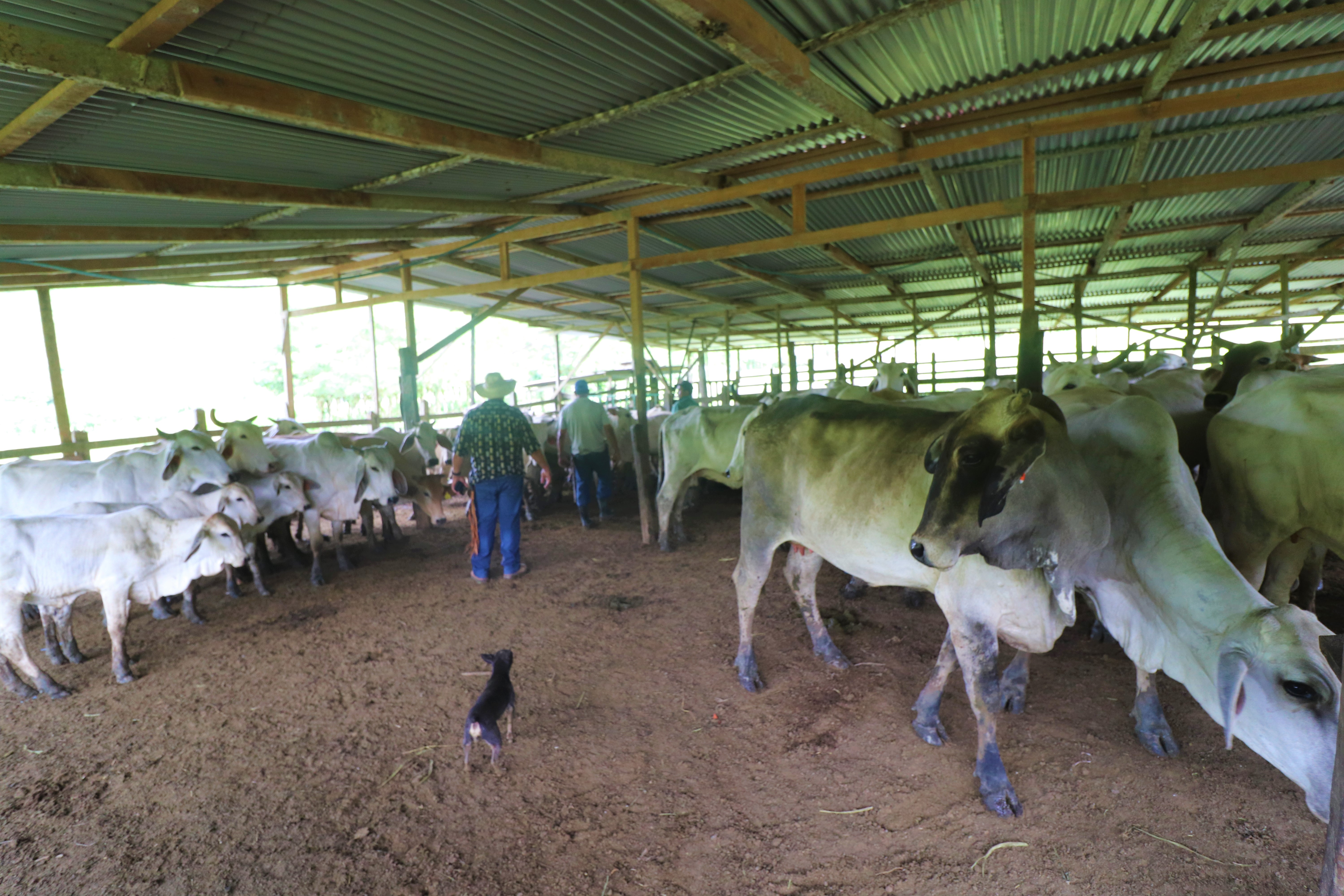 0 bed Land For Sale in San Isidro, Puntarenas - thumb 14