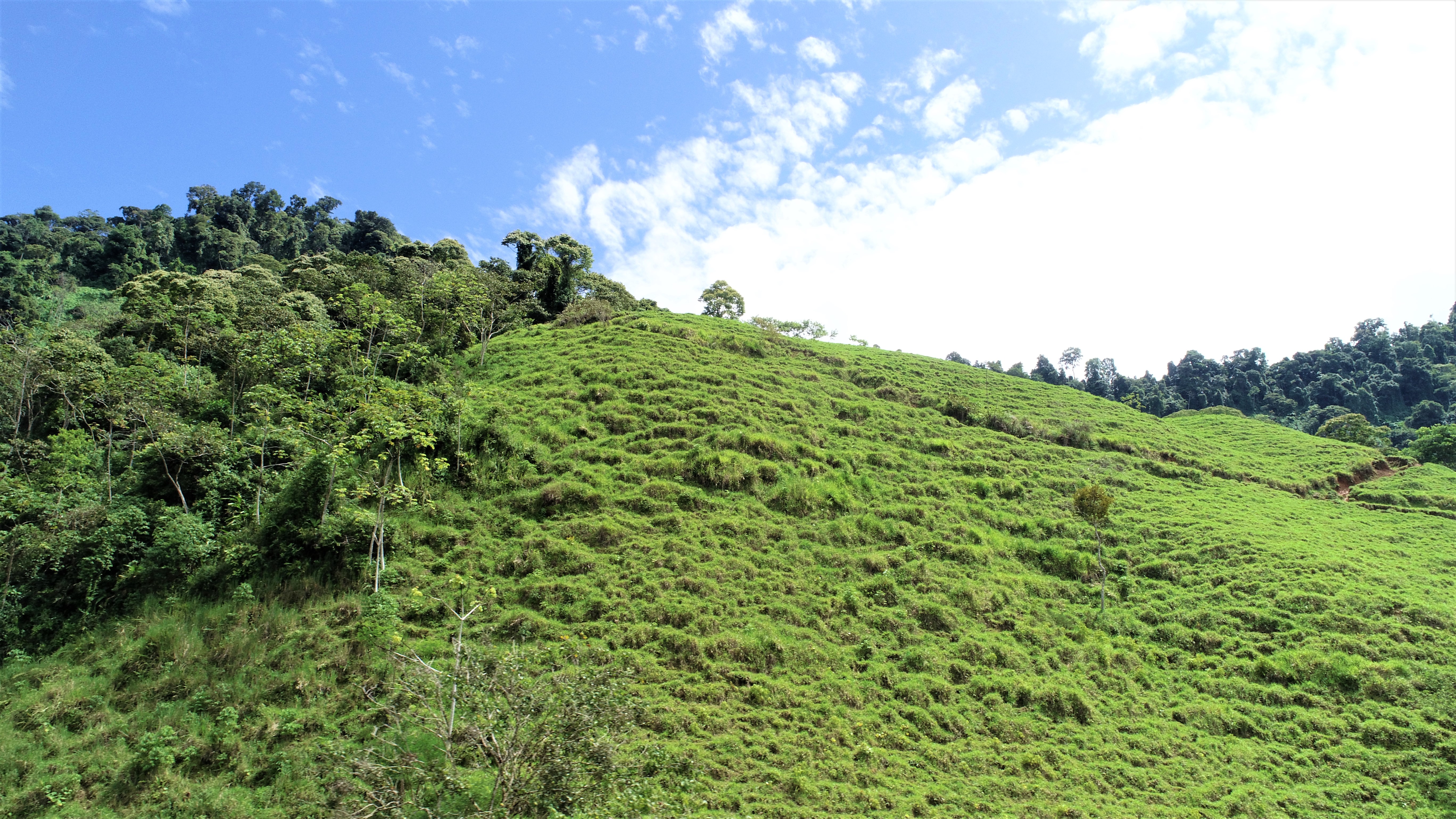 0 bed Land For Sale in San Isidro, Puntarenas - thumb 6