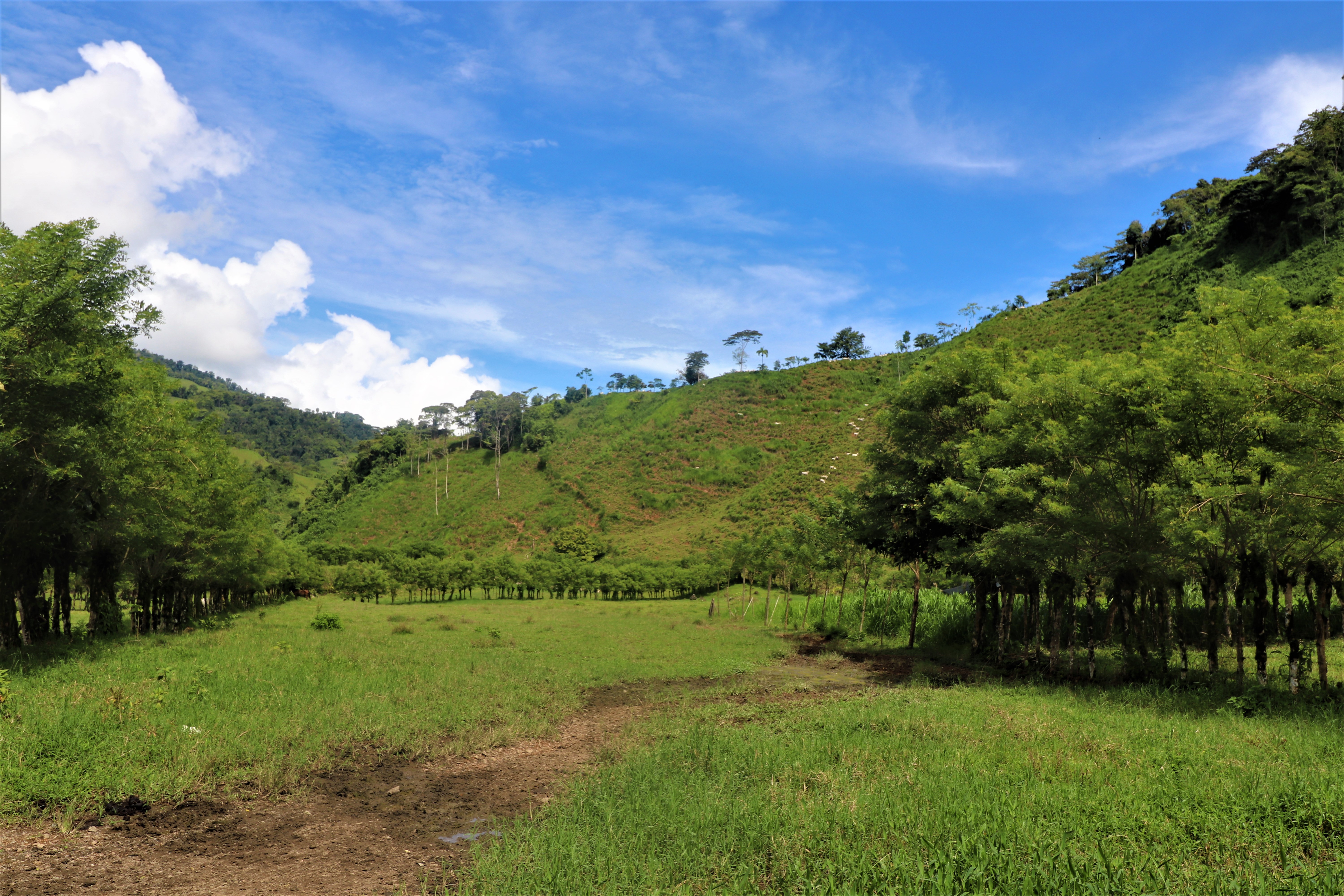 0 bed Land For Sale in San Isidro, Puntarenas - thumb 11