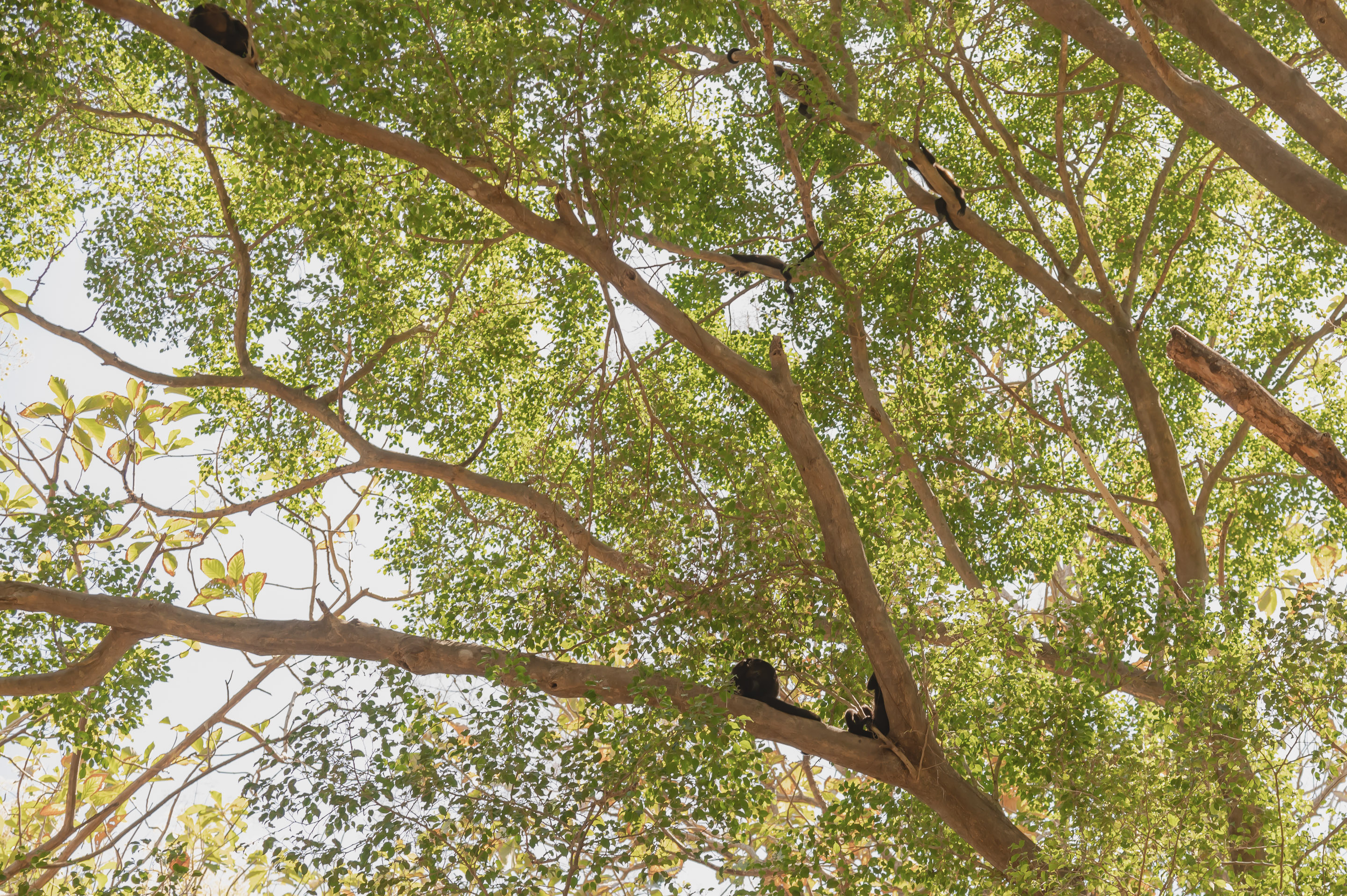 7 bed Single Family Homes For Sale in Santa Teresa, Puntarenas - thumb 25