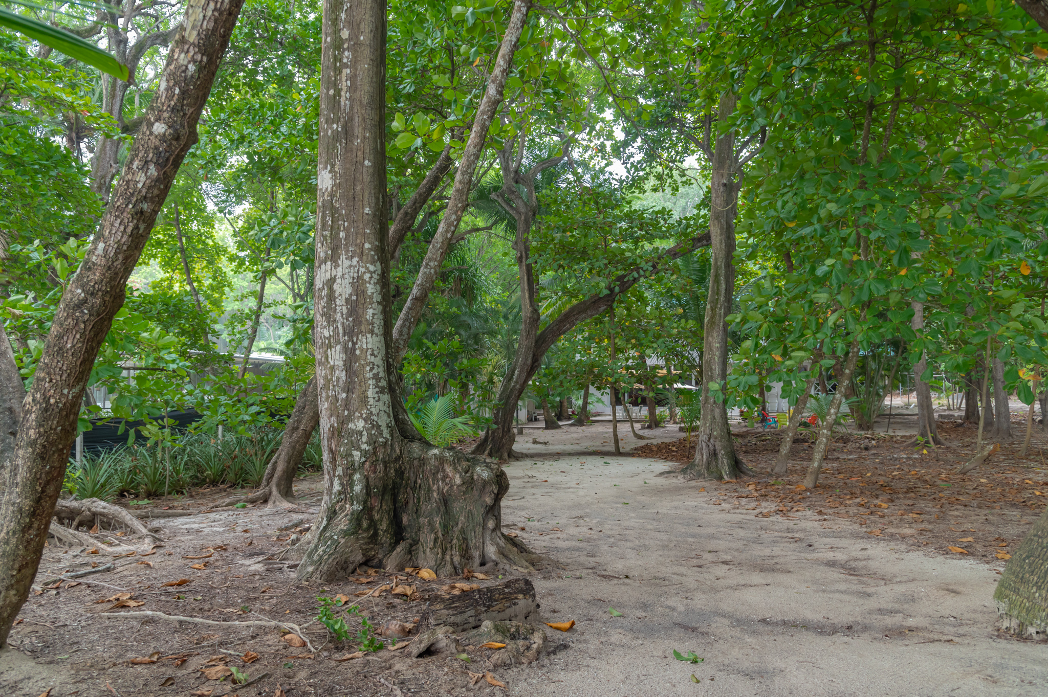 7 bed Single Family Homes For Sale in Santa Teresa, Puntarenas - thumb 5