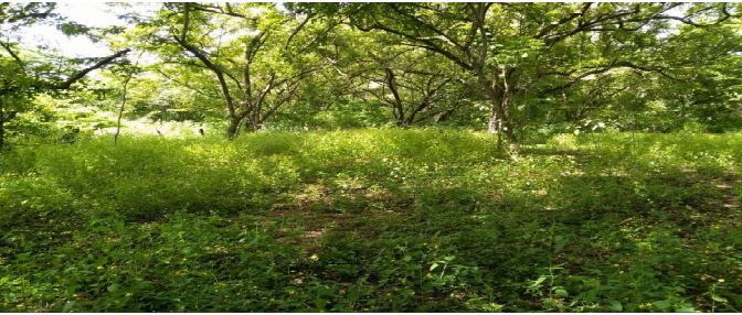 0 bed Land For Sale in Nicoya Peninsula, Guanacaste - thumb 4