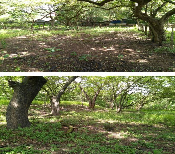 0 bed Land For Sale in Nicoya Peninsula, Guanacaste - thumb 3