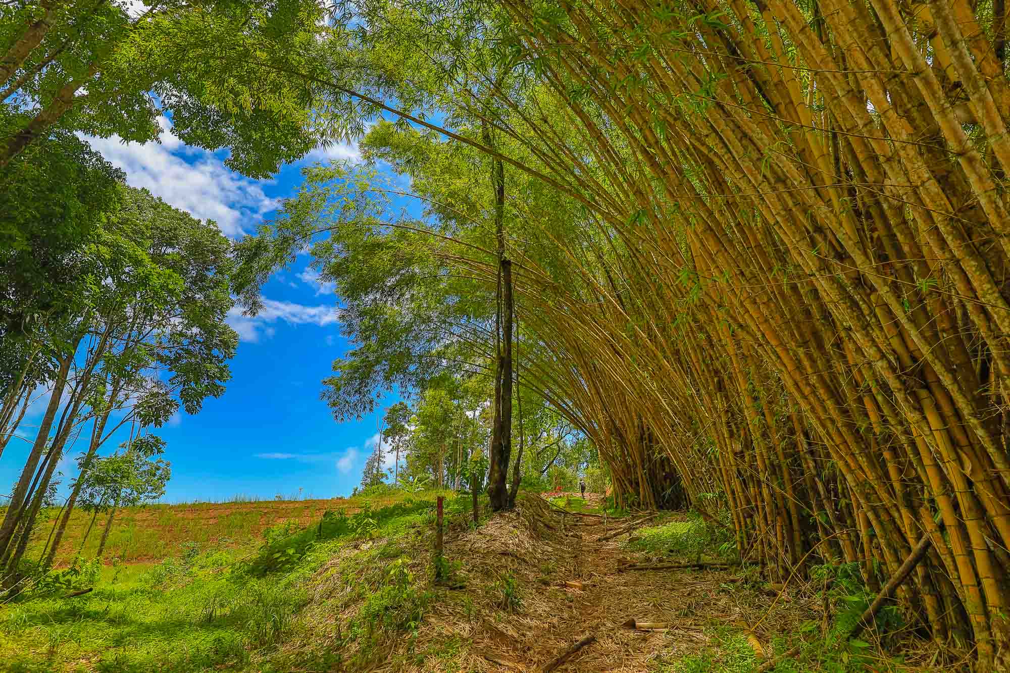 0 bed Land For Sale in Uvita, Puntarenas - thumb 6