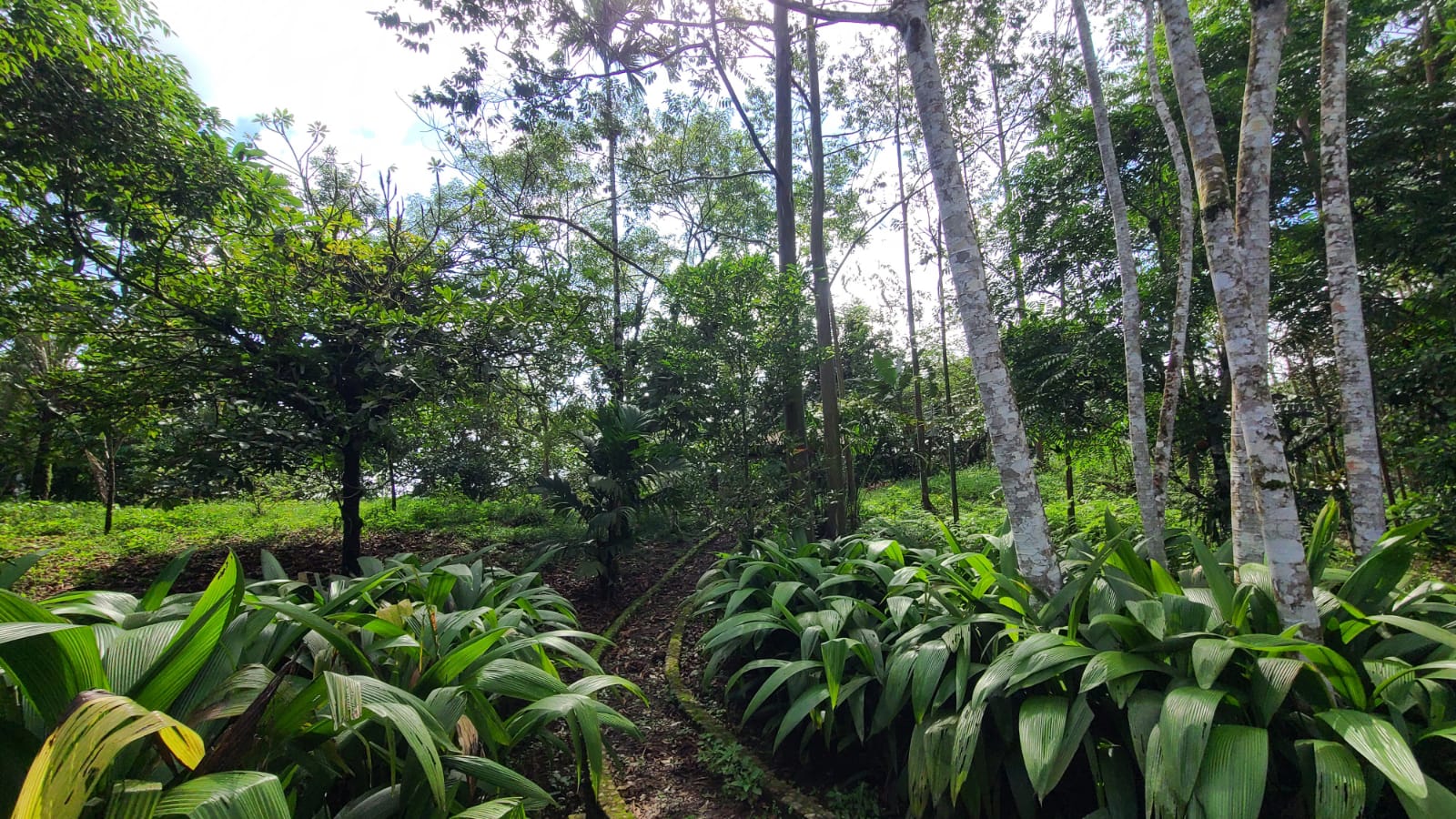 4 bed Land For Sale in San Ramon, Alajuela - thumb 11