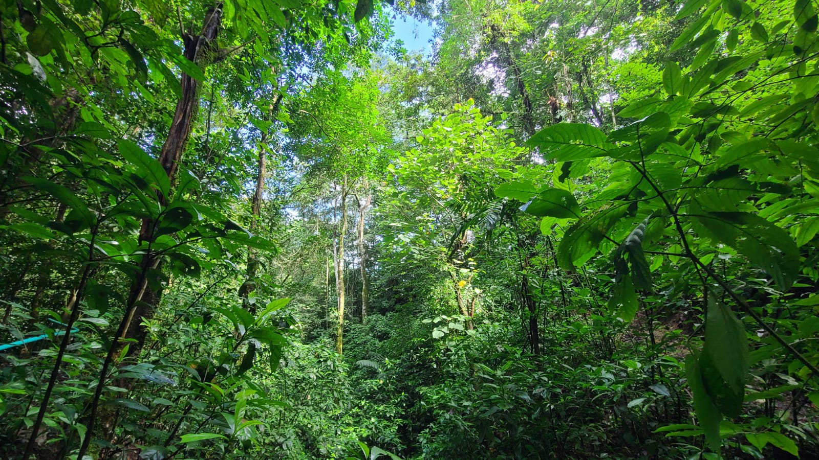 4 bed Land For Sale in San Ramon, Alajuela - thumb 14