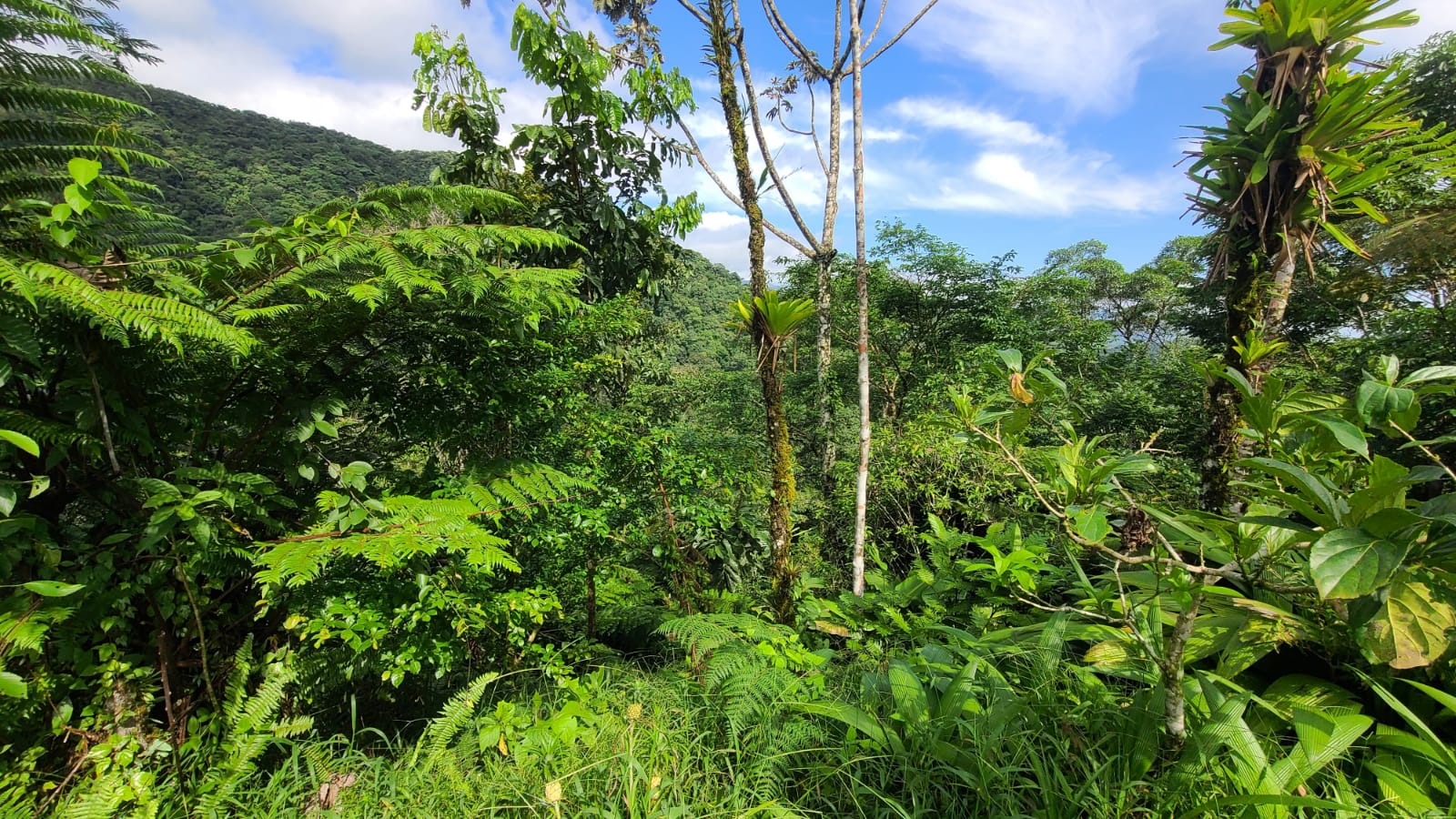 4 bed Land For Sale in San Ramon, Alajuela - thumb 10