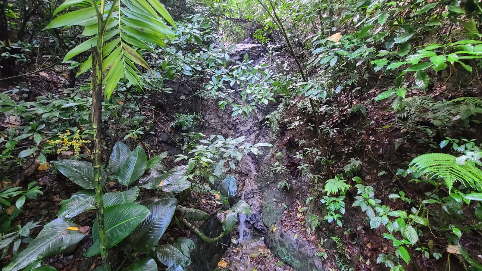 4 bed Land For Sale in San Ramon, Alajuela - thumb 13