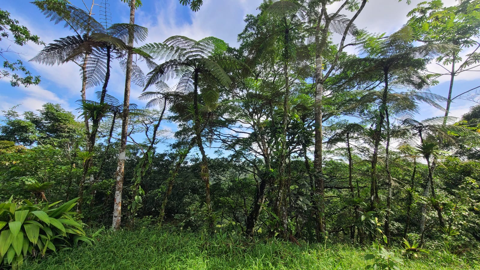 4 bed Land For Sale in San Ramon, Alajuela - thumb 12