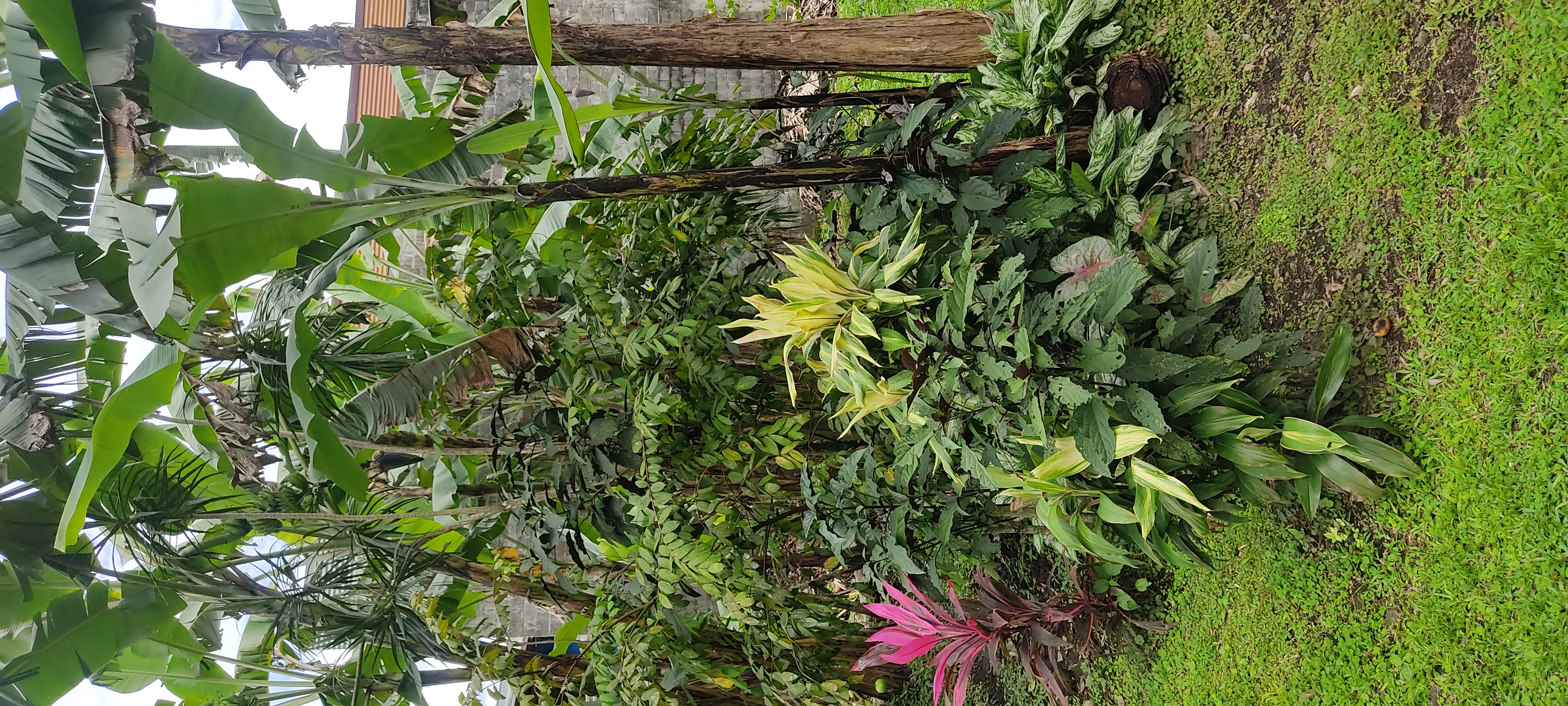 2 bed Single Family Homes For Sale in La Fortuna, Alajuela - thumb 7