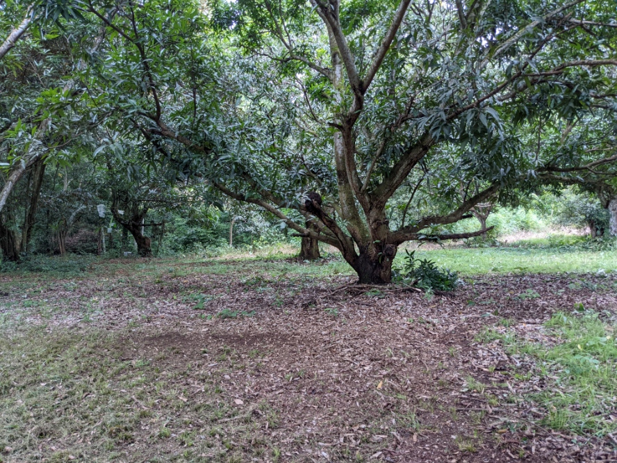 0 bed Land For Sale in Orotina, Alajuela - thumb 15