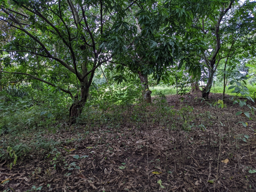 0 bed Land For Sale in Orotina, Alajuela - thumb 10