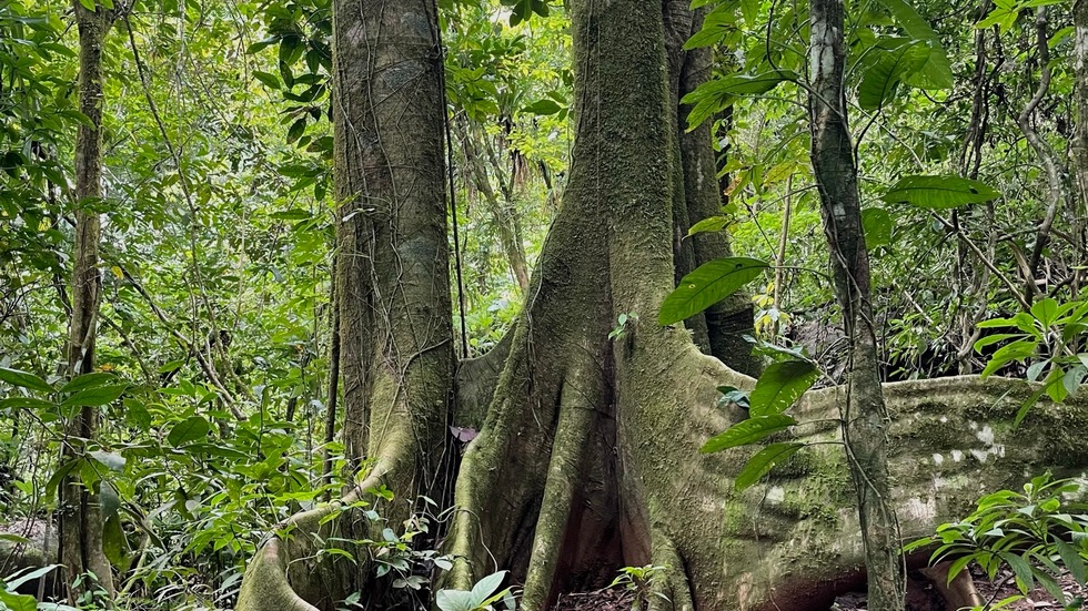 0 bed Land For Sale in Uvita, Puntarenas - thumb 15