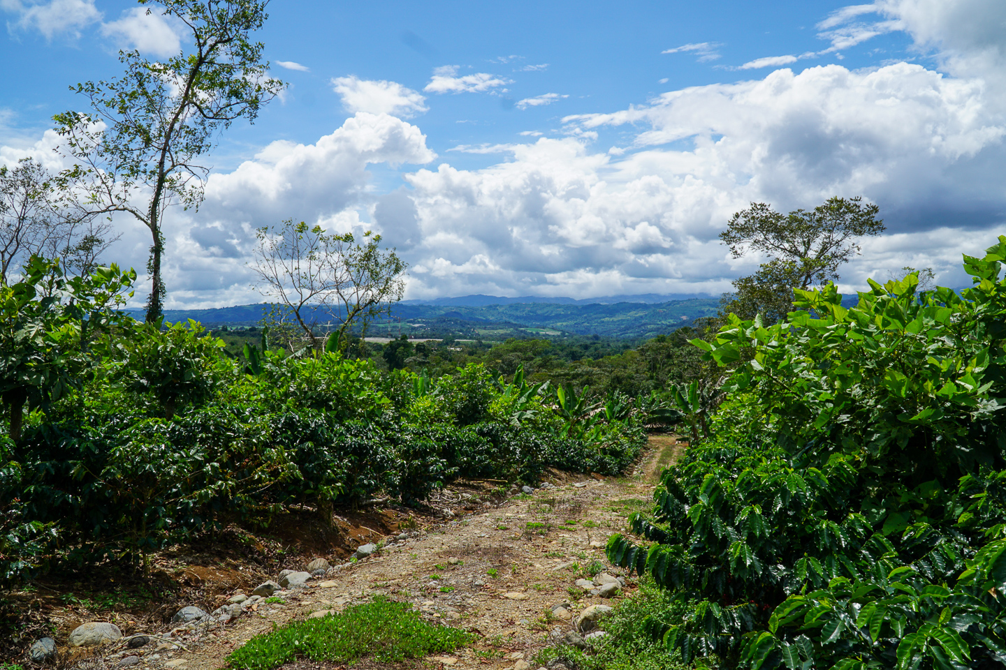 0 bed Land For Sale in Perez Zeledon, San Jose - thumb 11