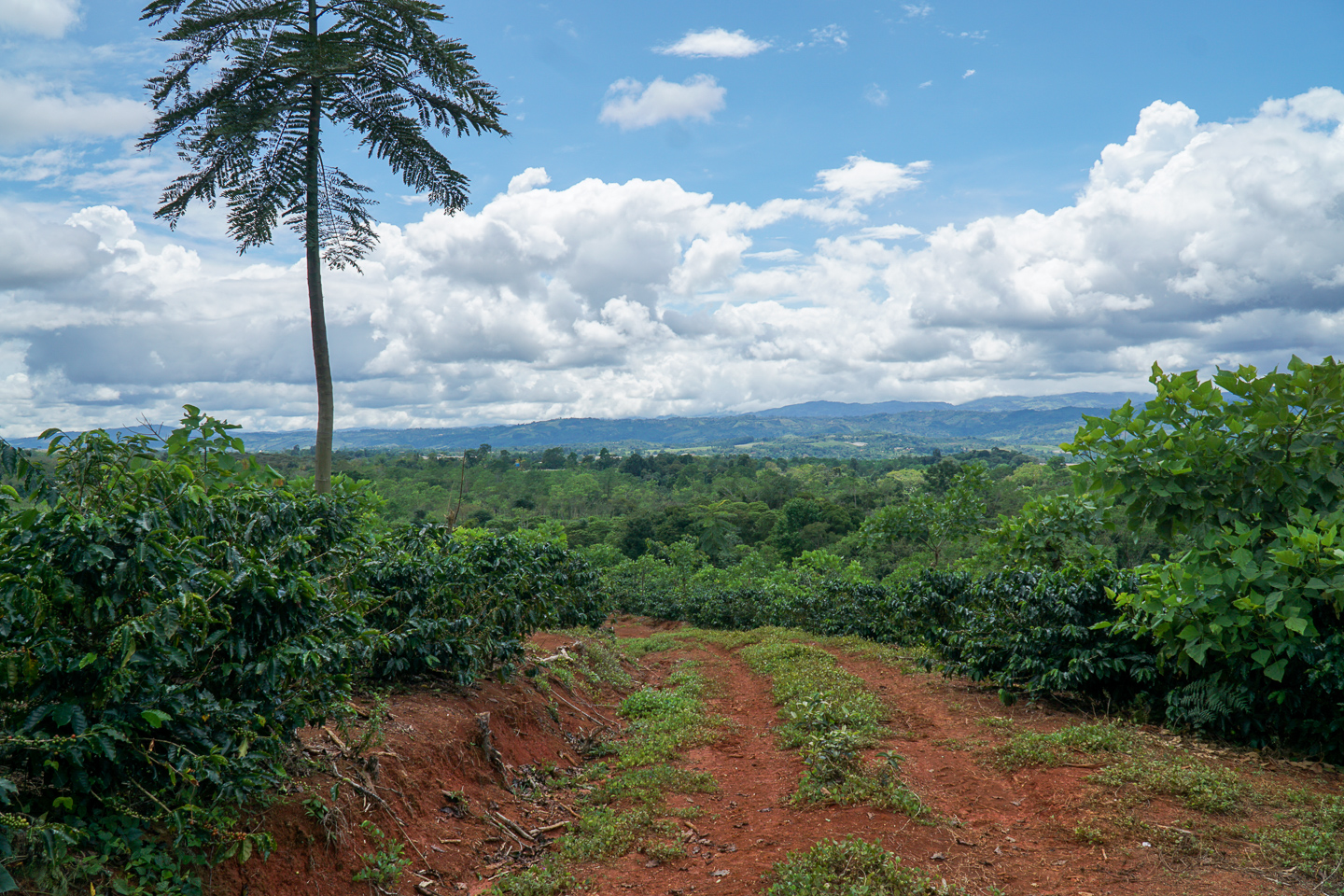 0 bed Land For Sale in Perez Zeledon, San Jose - thumb 16