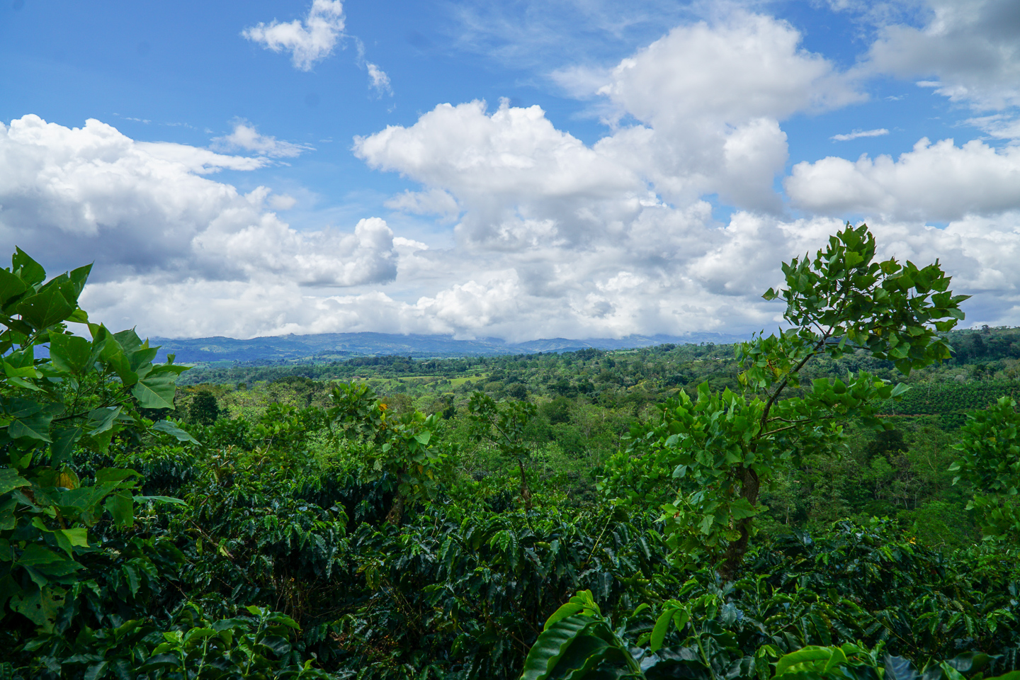 0 bed Land For Sale in Perez Zeledon, San Jose - thumb 15